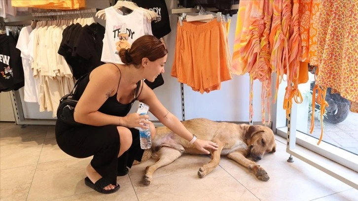 Sıcaktan bunalan sahipsiz köpekler klimalı mağazalarda serinliyor