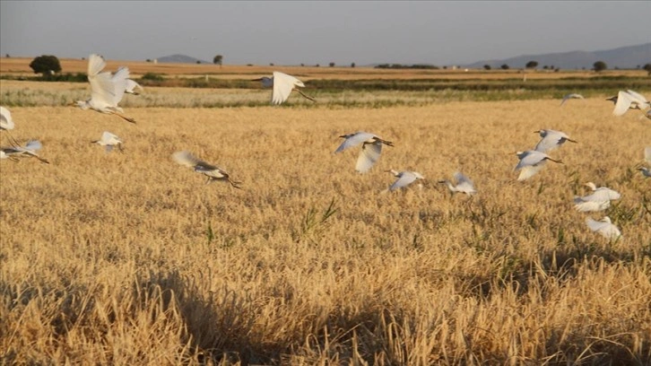 Sığır balıkçılları biçerdöver peşinde yiyecek avında