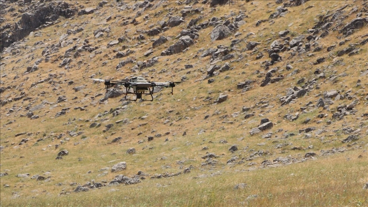 Siirt'te çekirgelere karşı dronla ilaçlama yapılıyor