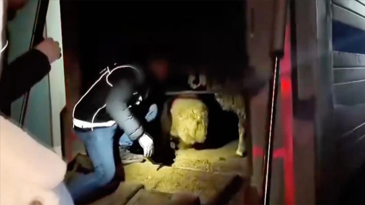 Siirt'te hayvanların karın boşluklarına uyuşturucu gizleyen 2 ş&uuml;pheli g&ouml;zaltına alındı