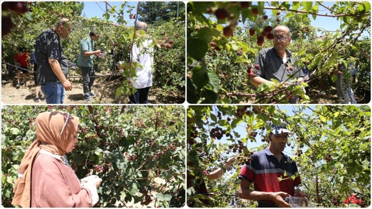 Siirt'te özel bireyler hobi bahçesinde yetiştirdikleri böğürtlenlerin hasadını yaptı