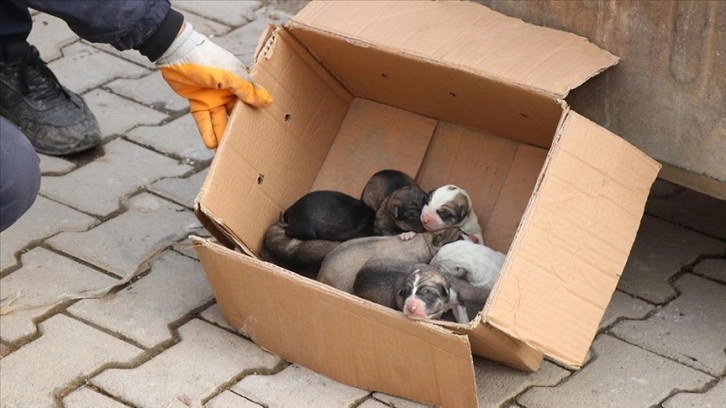 Siirt'te çöp konteynerine atılan köpek yavrularını temizlik personeli kurtardı