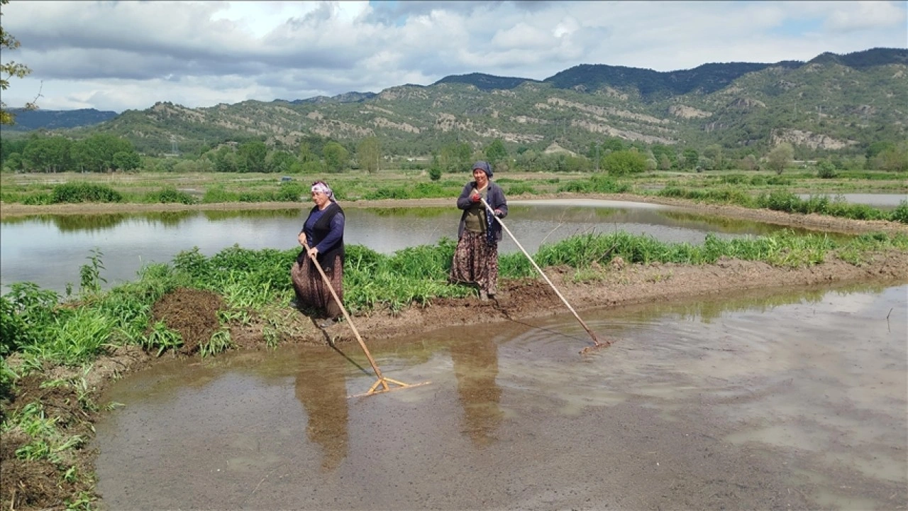 Sinop'ta 18 bin dekar alanda çeltik ekimine başlandı