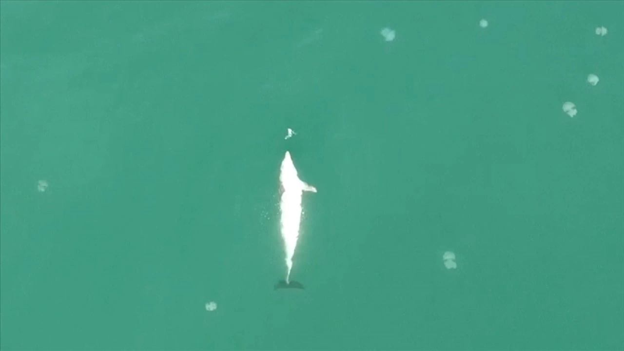 Sinop'ta balık avlayan yunus dronla görüntülendi