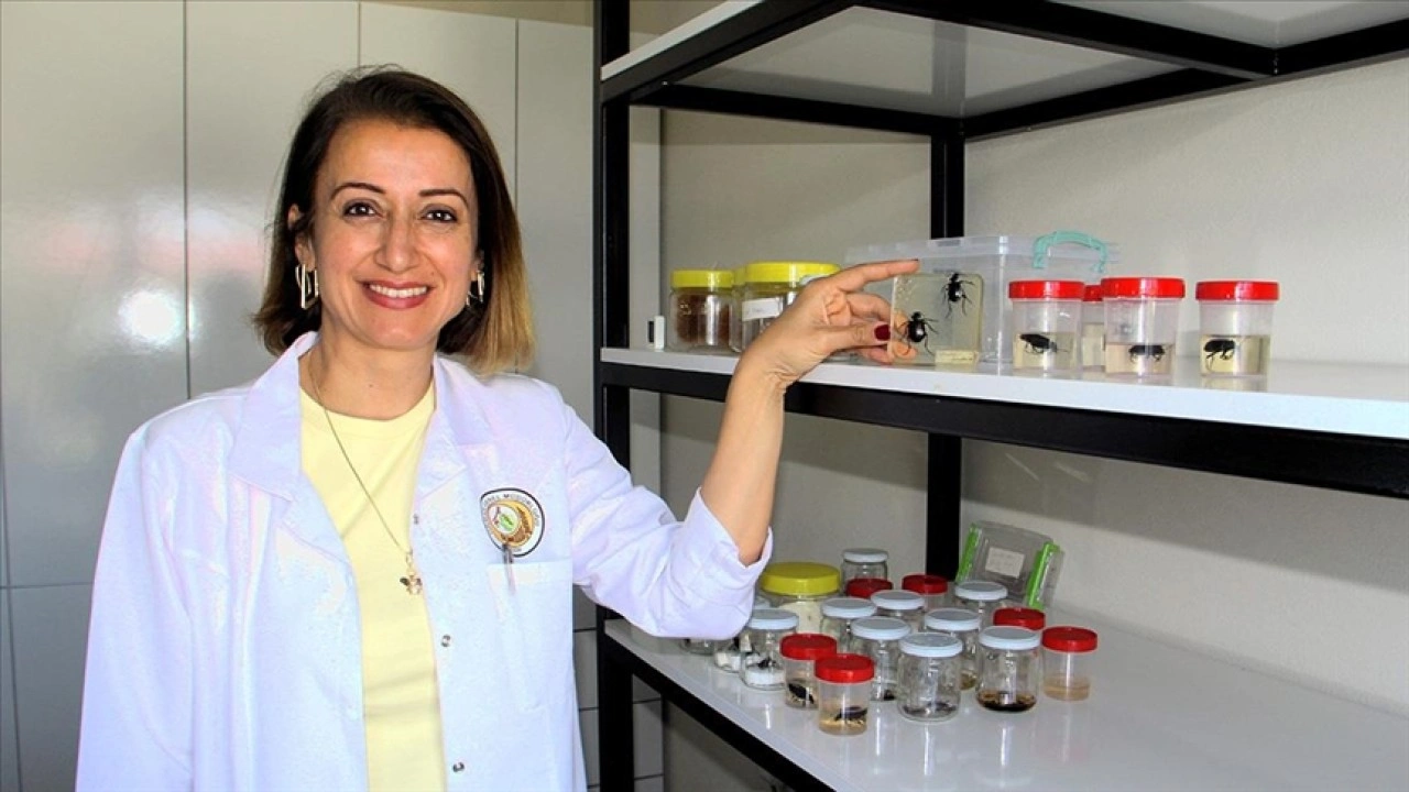 Sinop'ta gal arısı zararlısıyla mücadelede binlerce avcı böcek kullanılıyor