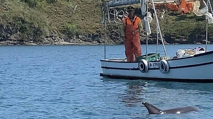 Sinop'ta bir balıkçı, teknesine yaklaşan yunusu besledi