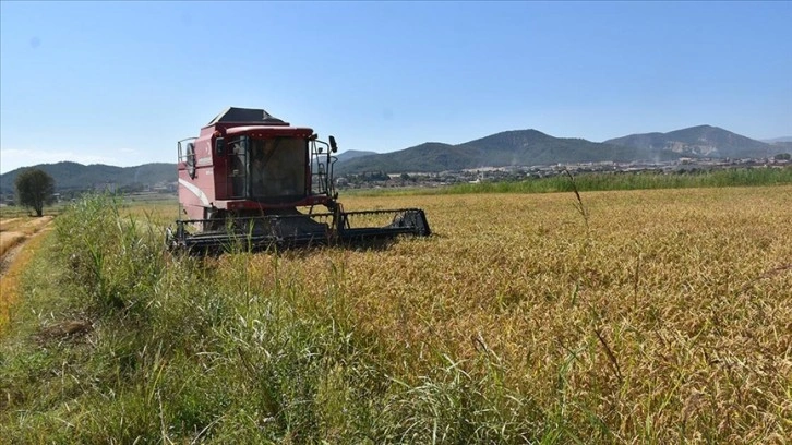 Sinop'ta çeltik hasadına başlandı
