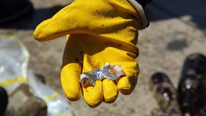 Sinop'ta dalgıçlar deniz dibi temizliği yaptı, denizden 'takma diş' bile çıktı