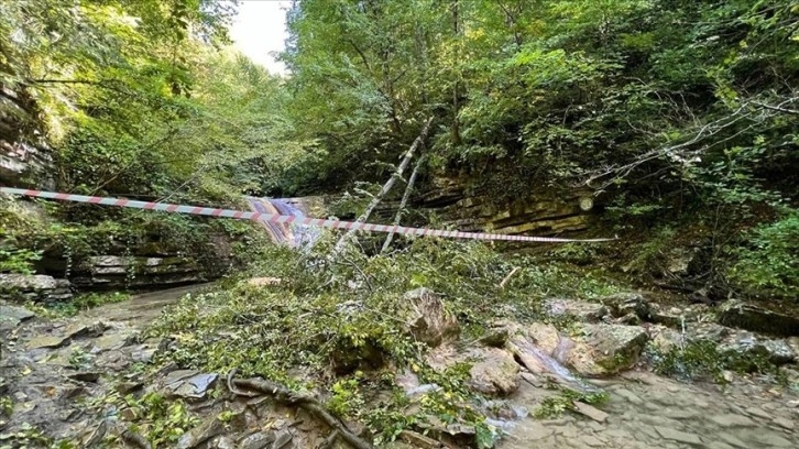 Sinop'ta üzerlerine ağaç devrilen 2 kişi öldü, 1 kişi yaralandı