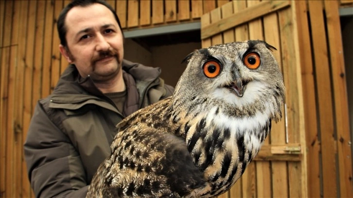 Sinop'taki merkez 4 yılda 1050 yaban hayvanına ev sahipliği yaptı