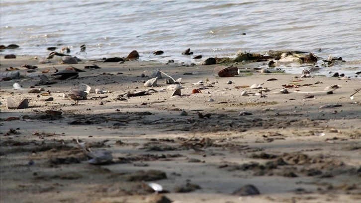 Sırbistan'da kuraklık Tuna Nehri'nde su seviyesinin azalmasına sebep oldu