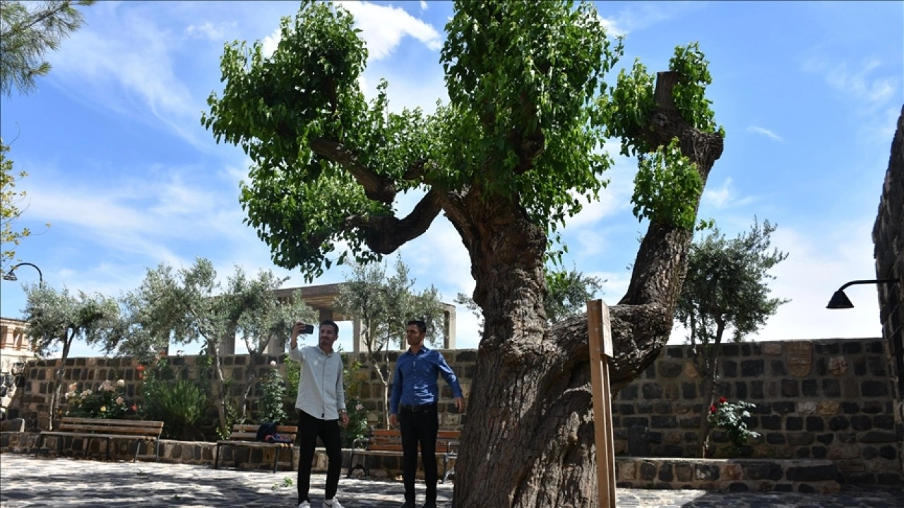 Şırnak'ta kilise avlusundaki 402 yıllık dut ağacının bakımı yapılıyor