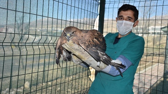 Şırnak'taki Doğa Koruma ekiplerinden 178 yaralı yaban hayvanına şifa eli