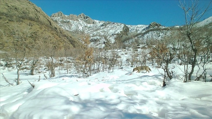 Şırnak'ın yaban hayatı fotokapanlara yansıdı