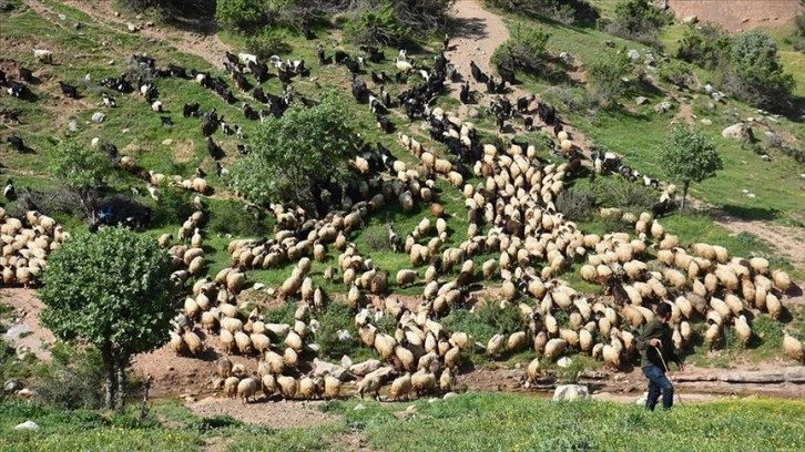 Şırnak'ta göçerler hayvanlarını yaylalara götürmek için yola koyuldu