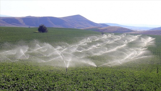 Sivas'ta topraklar suya kavuşunca üreticiler patatesle yurt dışına açıldı