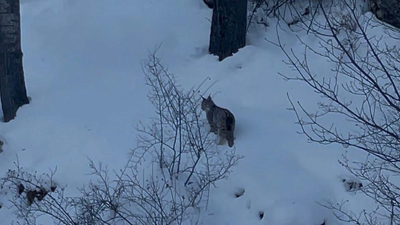 Sivas'ta yiyecek arayan vaşak yol kenarında g&ouml;r&uuml;nt&uuml;lendi