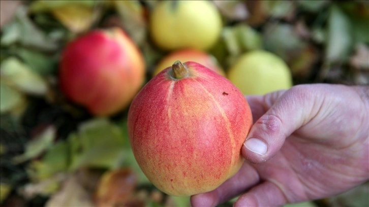 Sivas'ta bir ağaçtan üç farklı lezzeti barındıran meyve elde ediliyor