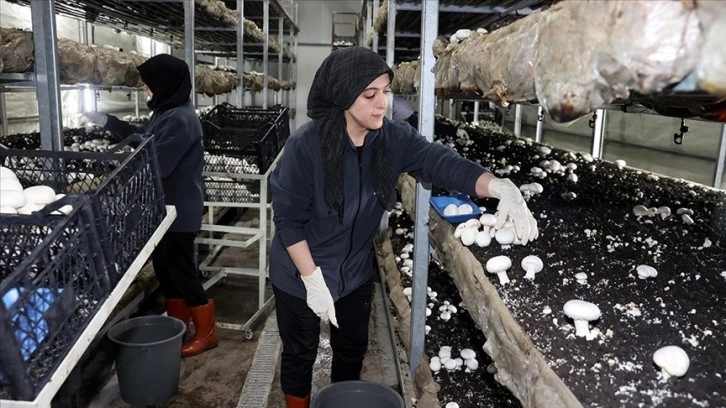Sivas'ta devlet desteğiyle kurulan mantar üretim tesisi kadınlara istihdam sağlıyor