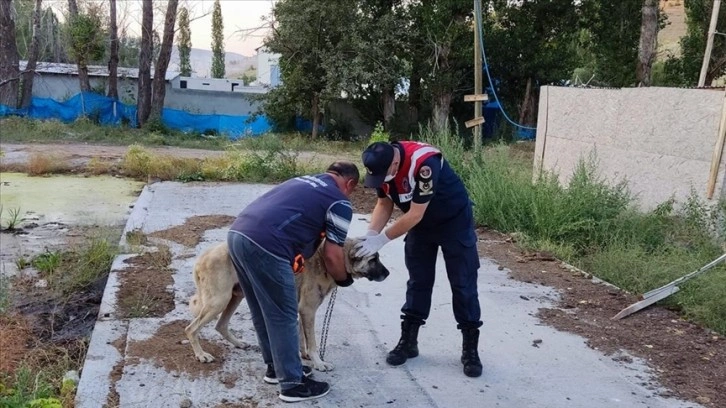 Sivas'ta köpeklerini aç ve susuz bırakan kişiye idari para cezası