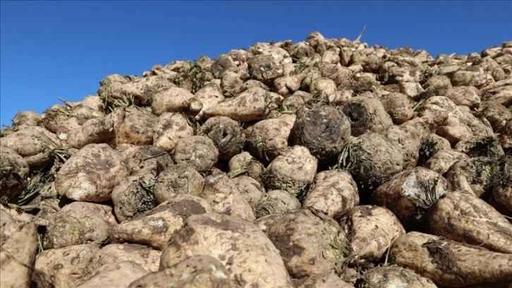 Sivas'ta şeker pancarında 1 milyon tonun üzerinde rekolte bekleniyor
