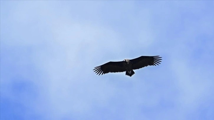 Soğuksu Milli Parkı'ndaki kara akbaba popülasyonu 5 yılda arttı