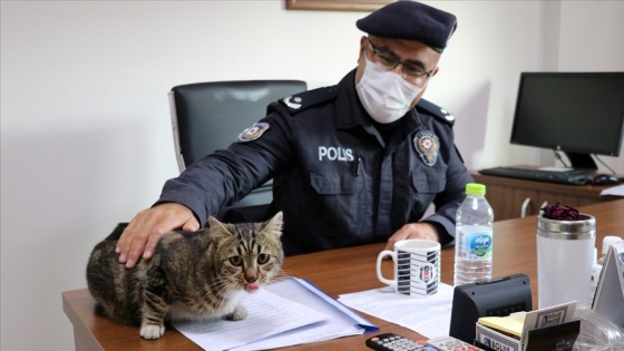 Sokak kedileri emniyet ekiplerinin maskotu oldu