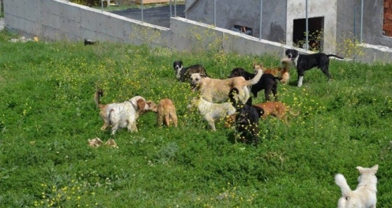 Sokak köpekleri vatandaşları tedirgin etti