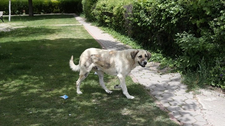 Sokakların güvenli olmasını isteyenler sahipsiz köpeklere çözüm bekliyor