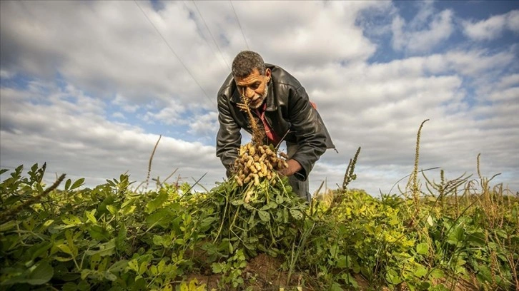 Son yıllarda kuraklıkla mücadele eden Tunus’ta yer fıstığı hasadı başladı