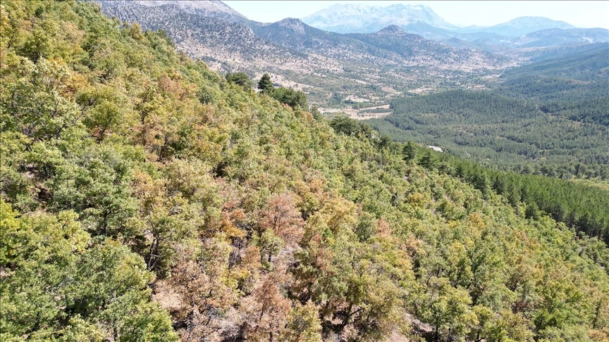 Isparta'da ormanlar sonbahar renklerine büründü