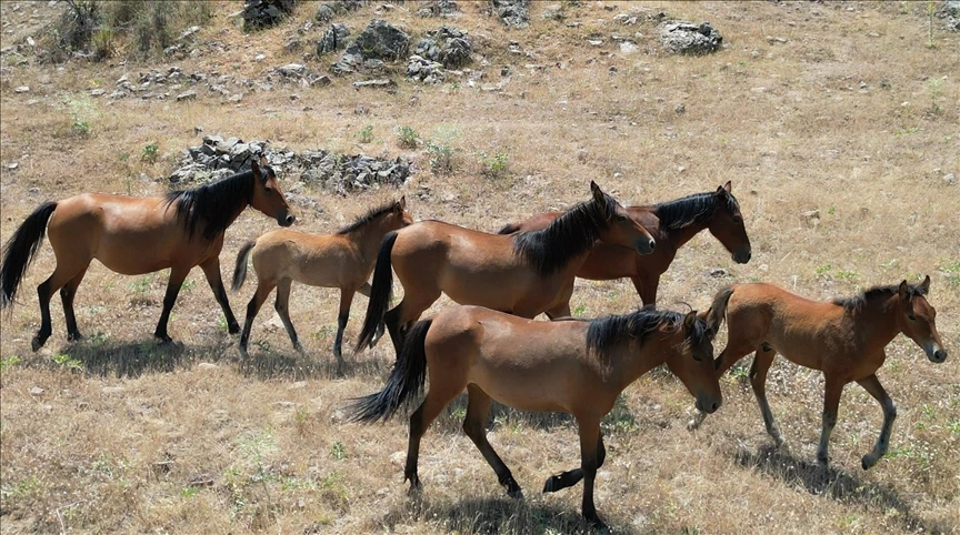 Isparta'da yılkı atlarının yaşama alanını iklim değişikliği belirliyor