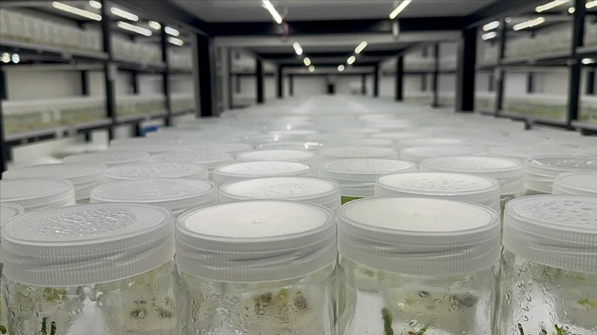 Isparta'daki akademisyenler ak zambağın &uuml;retim s&uuml;resinin kısalması i&ccedil;in &ccedil;alışma yapıyor