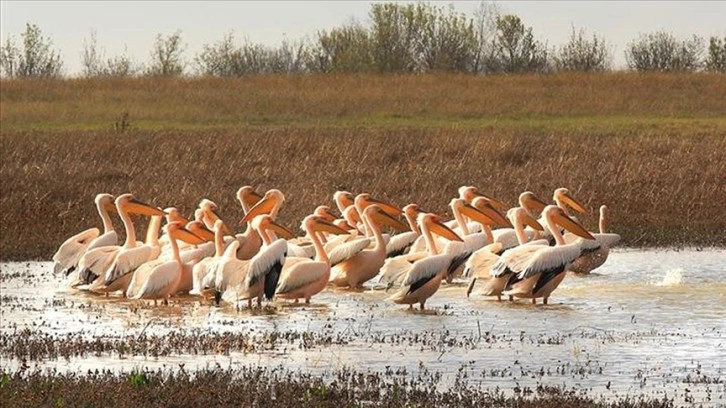Sulama barajı olarak yapılan Yedikır Barajı 230 kuş türüne ev sahipliği yapıyor