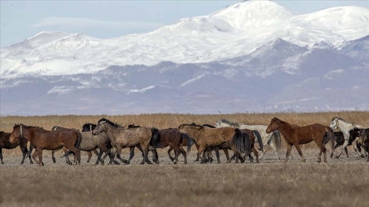Sultan Sazlığı'na renk katan Yılkı atları kışın bölge halkınca besleniyor