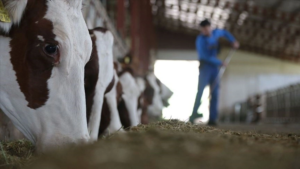 Suni tohumlama yoluyla besilik materyal üretiminin artırılması için protokol imzalandı
