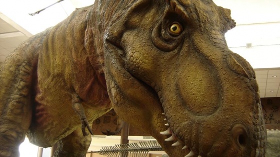 T-Rex'in tüylerinin zamanla yok olduğu ileri sürüldü