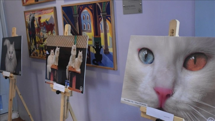 Tahran'da fotoğraflarla 'Türk Kedileri' sergisi açıldı