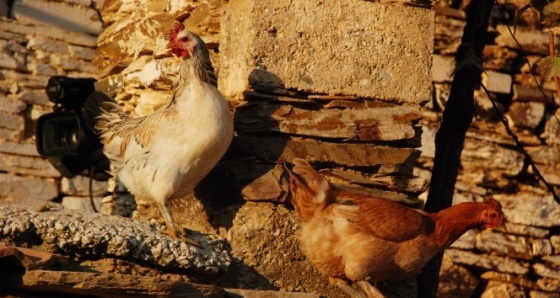 Tanesini 10 TL'den sattığı yumurtalarla servet kazandı