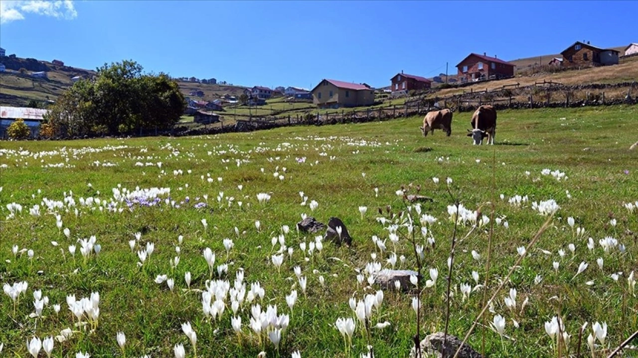 Tarihi kervan yolundaki