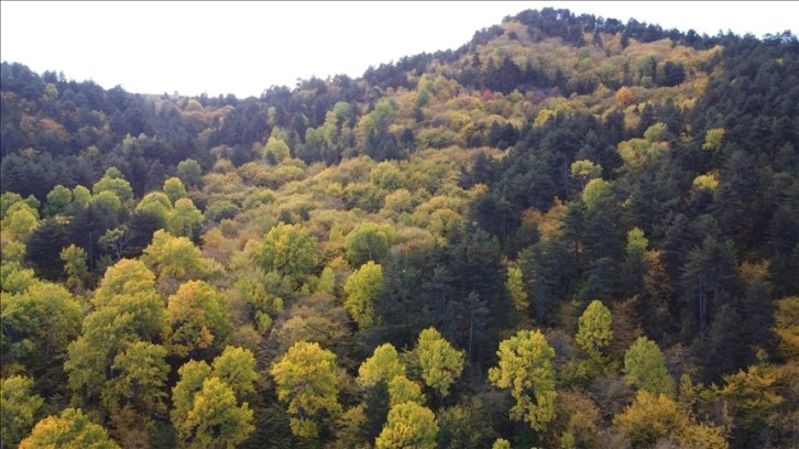 Tarım ve orman alanlarında düzenlemeleri içeren kanun teklifi TBMM Tarım Komisyonunda kabul edildi