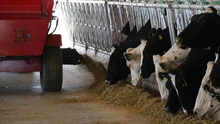 Tarım ve Orman Bakanı Kirişci'den düve alım desteği açıklaması