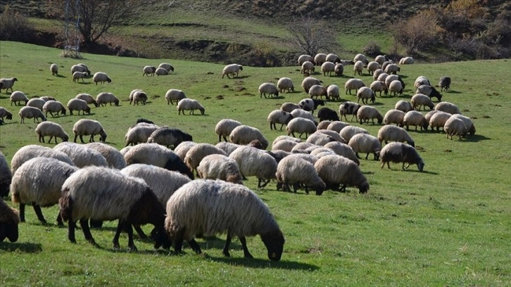 Tarım ve Orman Bakanlığı 8 yılda 400 milyon liralık çoban desteği verdi