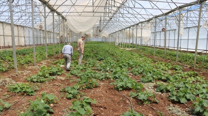 Tarıma ara veren çiftçi devlet desteğiyle sera kurup üretime döndü