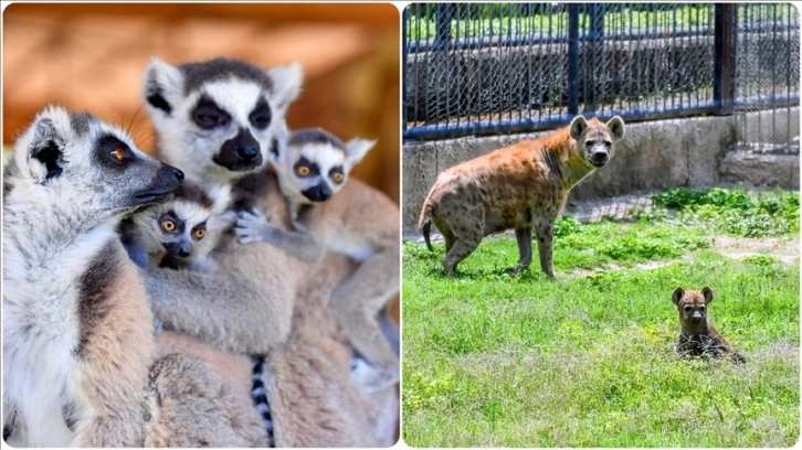 Tarsus Doğa Parkı'ndaki lemur ve sırtlan doğum yaptı