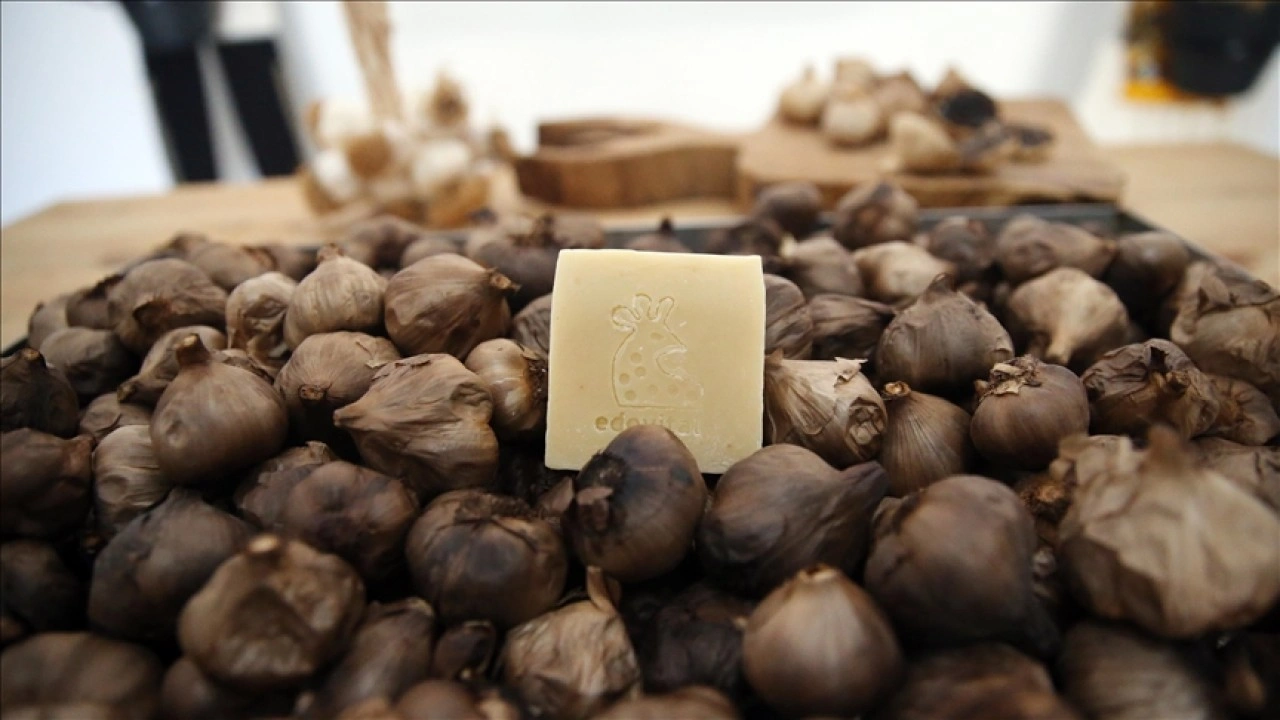 Taşköprü siyah sarımsağından sabun üretildi
