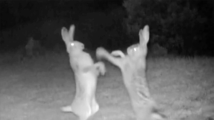 Tavşanların kavgası fotokapan ile görüntülendi