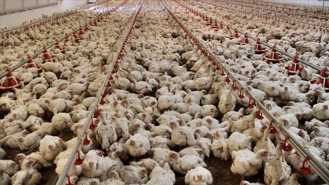 Tavuk eti üretimi martta yıllık bazda yüzde 13 arttı