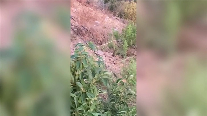 Tavukları için
