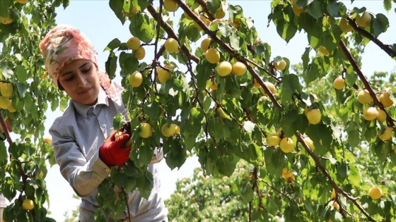 Taze kayısı ihracatındaki artış yüz güldürdü